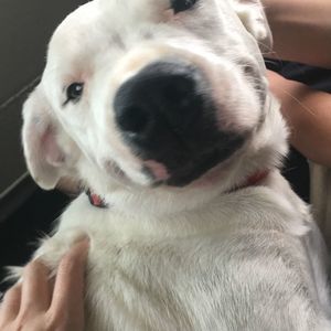 Meet your Posher, Shelby